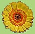 blume1.jpg (9756 Byte)