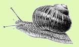 Helix pomatia aus Rossmssler's Iconographie