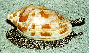 focymbio.jpg (31068 Byte)