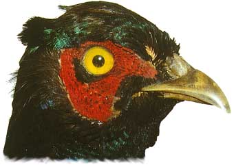 fofasank.jpg (20218 Byte)