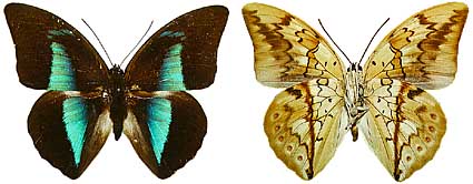 foprepon.jpg (27133 Byte)