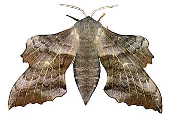 foschwae.jpg (24768 Byte)