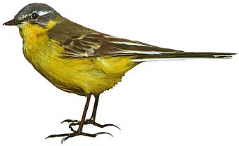 fostelze.jpg (15217 Byte)