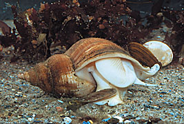 Neptunea antiqua