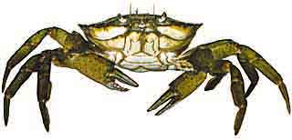 strandkr.jpg (19878 Byte)