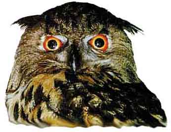 uhunet.jpg (22112 Byte)