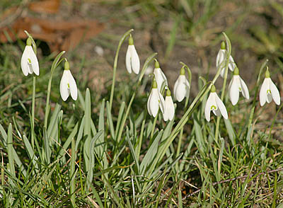 schneegloeckchen1.jpg (61592 Byte)