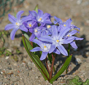 schneestolz.jpg (46205 Byte)