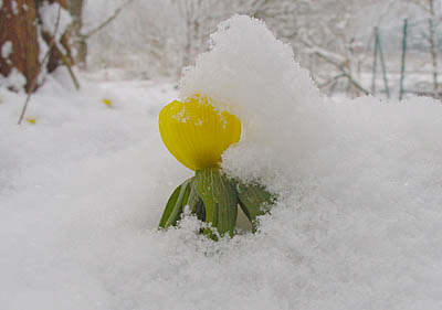 winterling_imschnee.jpg (20533 Byte)