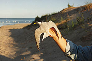Eine Zwergseeschwalbe wird beringt. Foto:   c  K.-P. Horst 